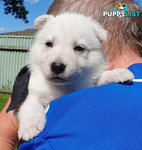 Ice white Shepherd Husky puppies