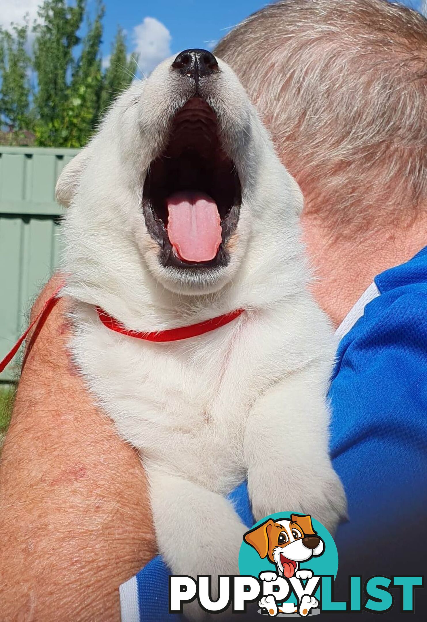 Ice white Shepherd Husky puppies