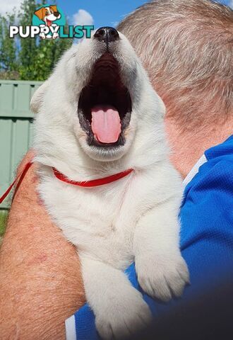 Ice white Shepherd Husky puppies