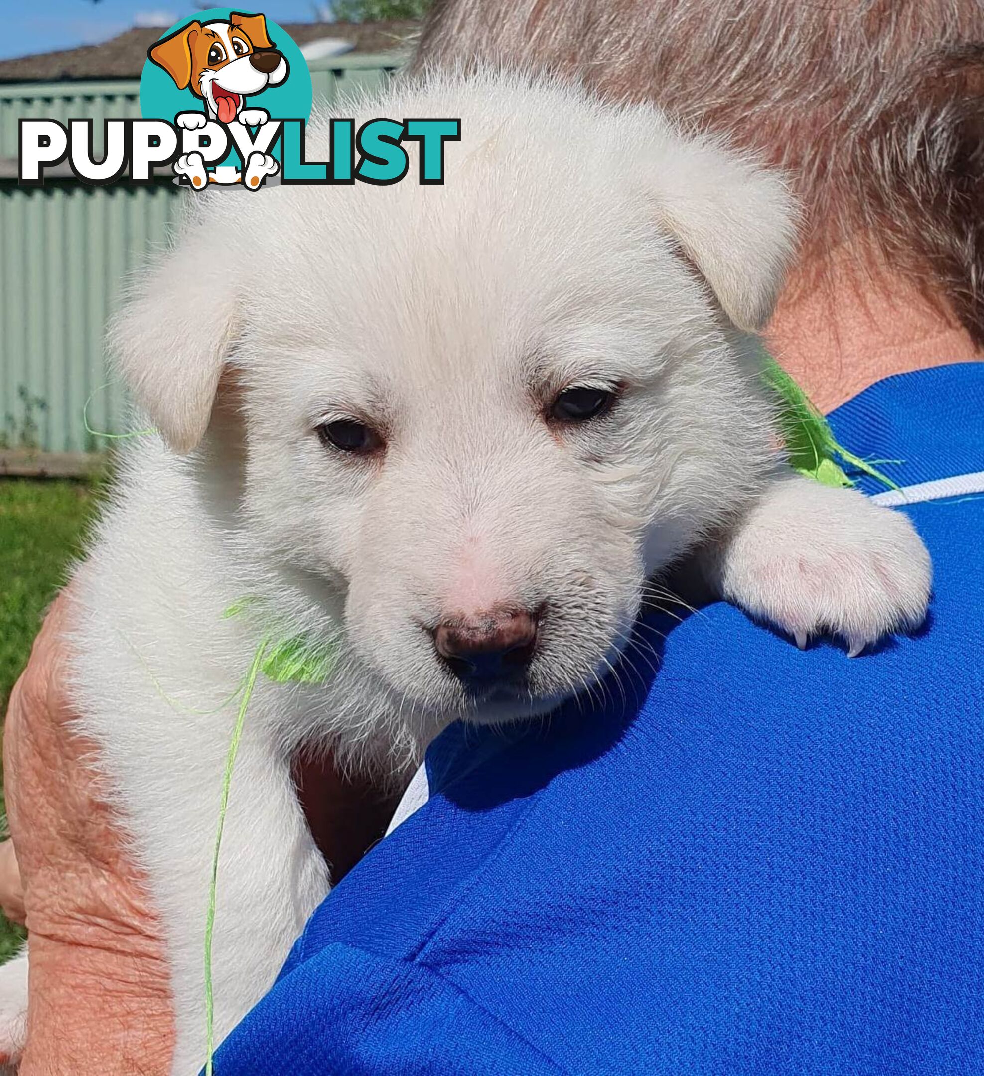 Ice white Shepherd Husky puppies