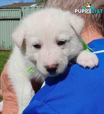 Ice white Shepherd Husky puppies