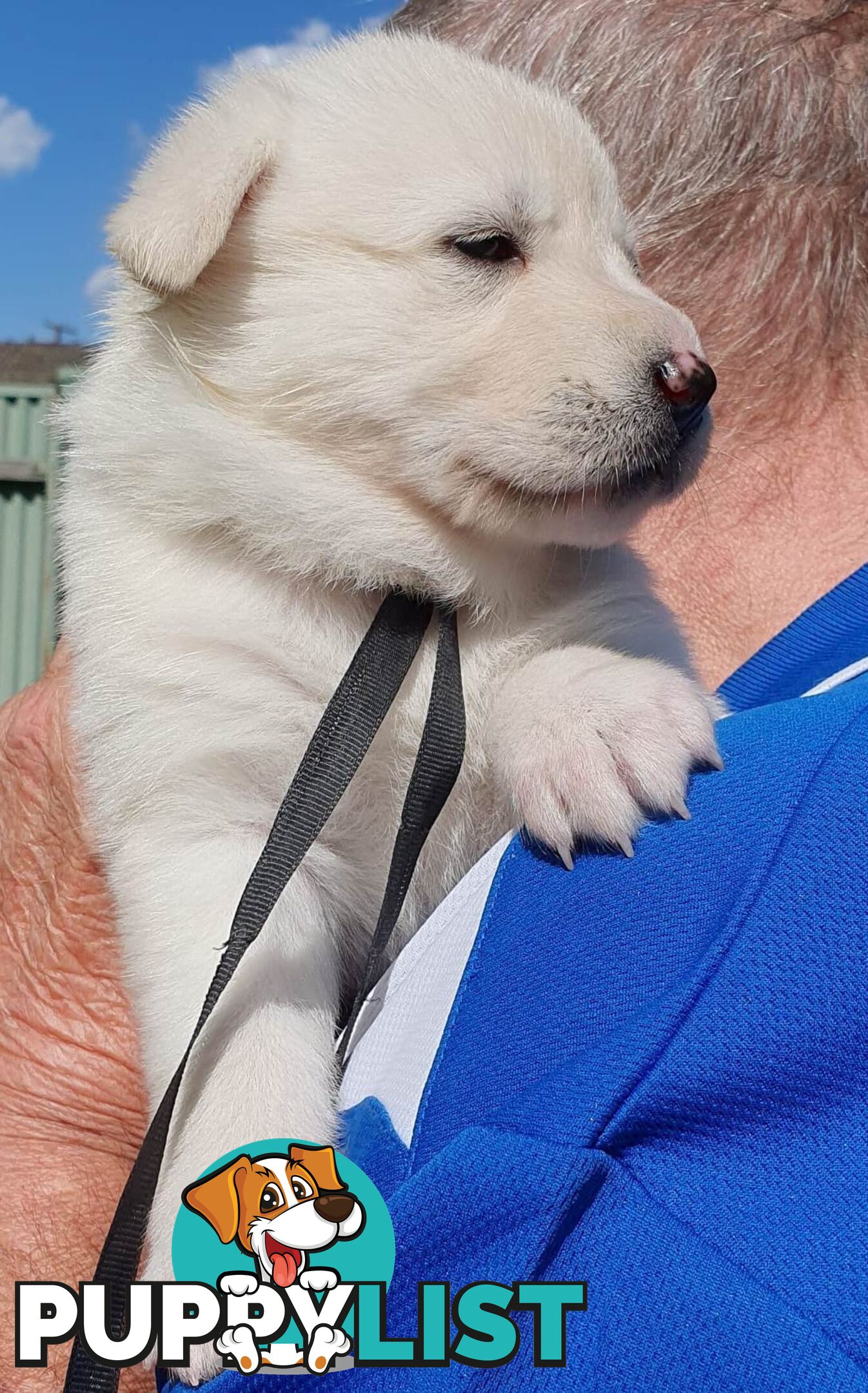 Ice white Shepherd Husky puppies