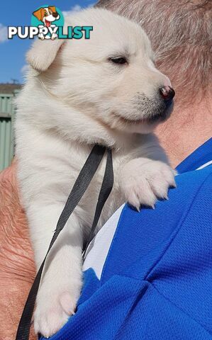 Ice white Shepherd Husky puppies