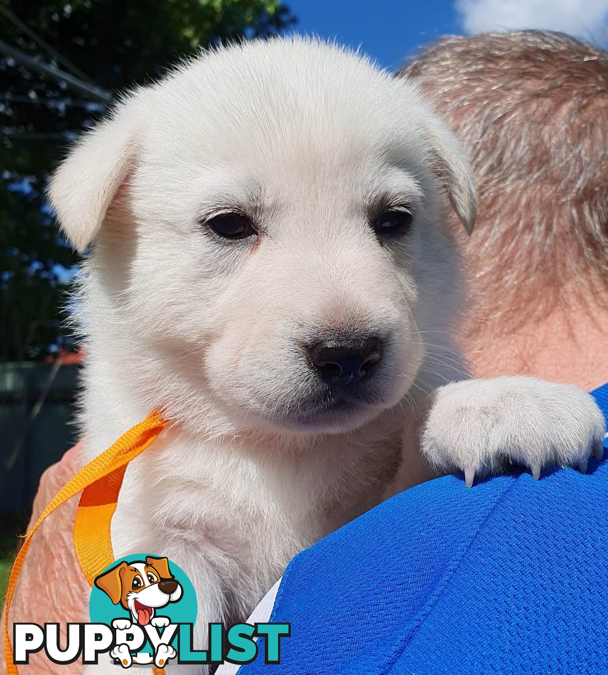 Ice white Shepherd Husky puppies