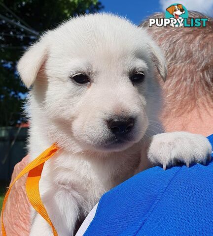 Ice white Shepherd Husky puppies