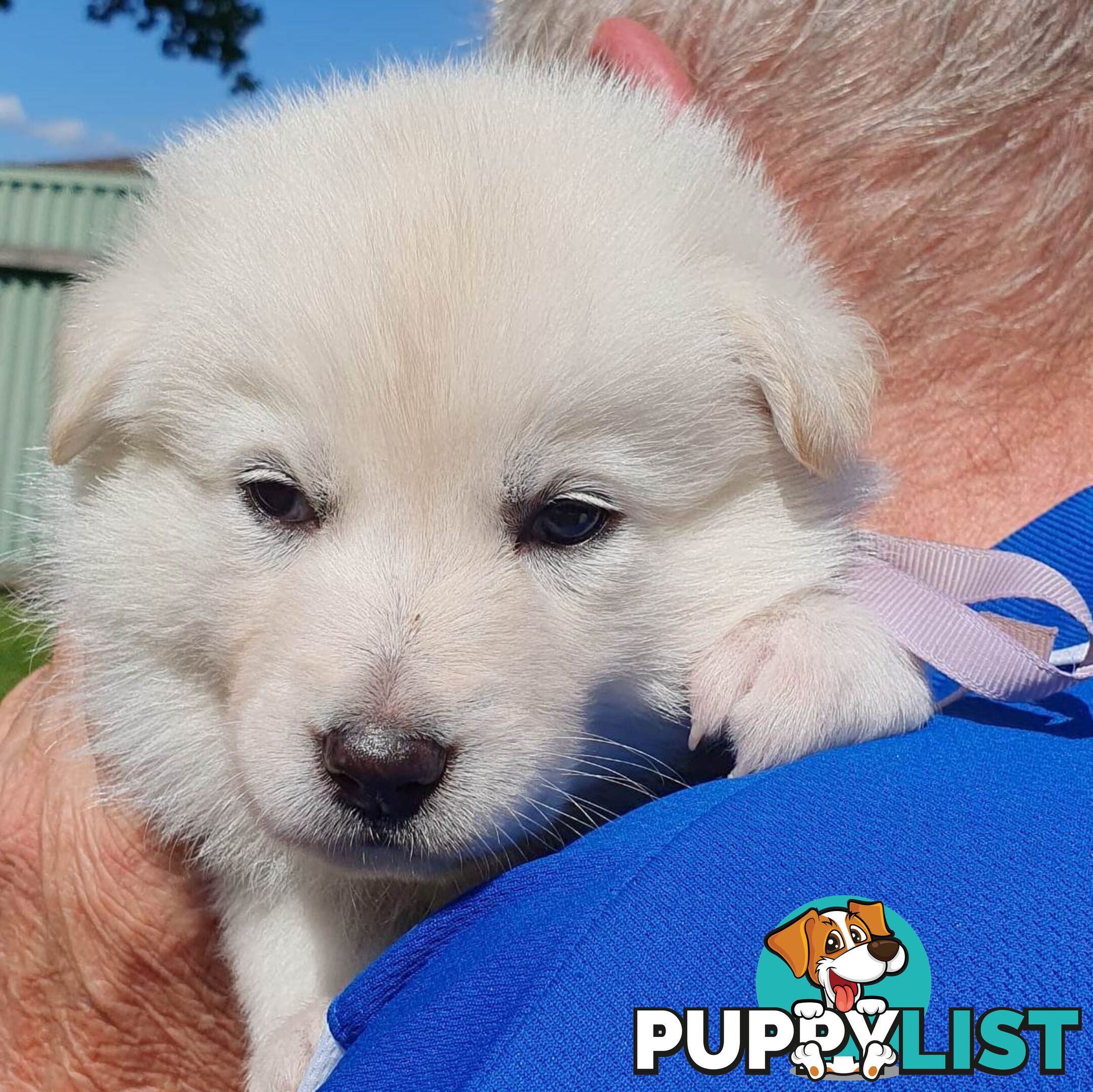 Ice white Shepherd Husky puppies