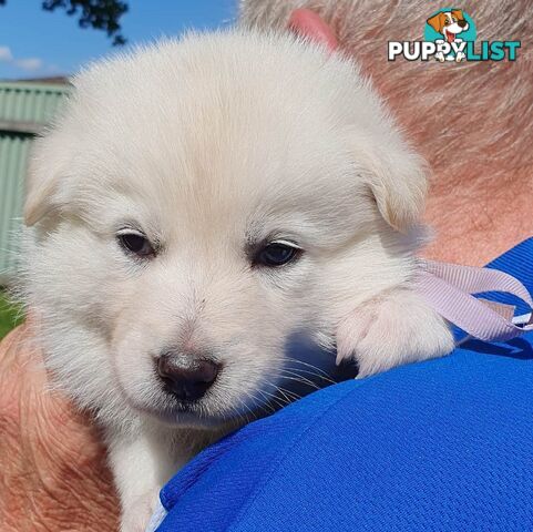 Ice white Shepherd Husky puppies