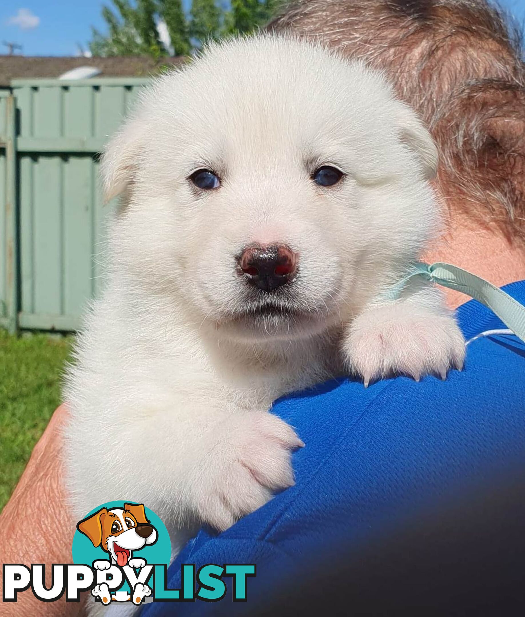 Ice white Shepherd Husky puppies