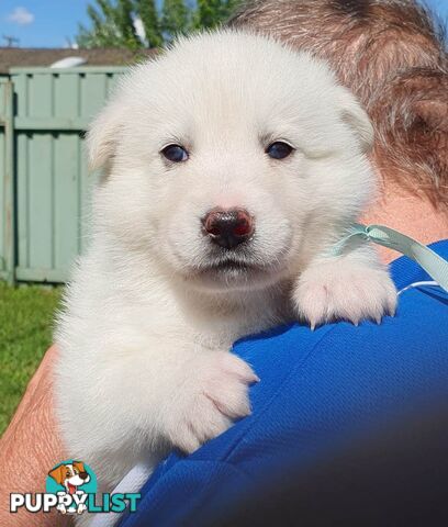 Ice white Shepherd Husky puppies