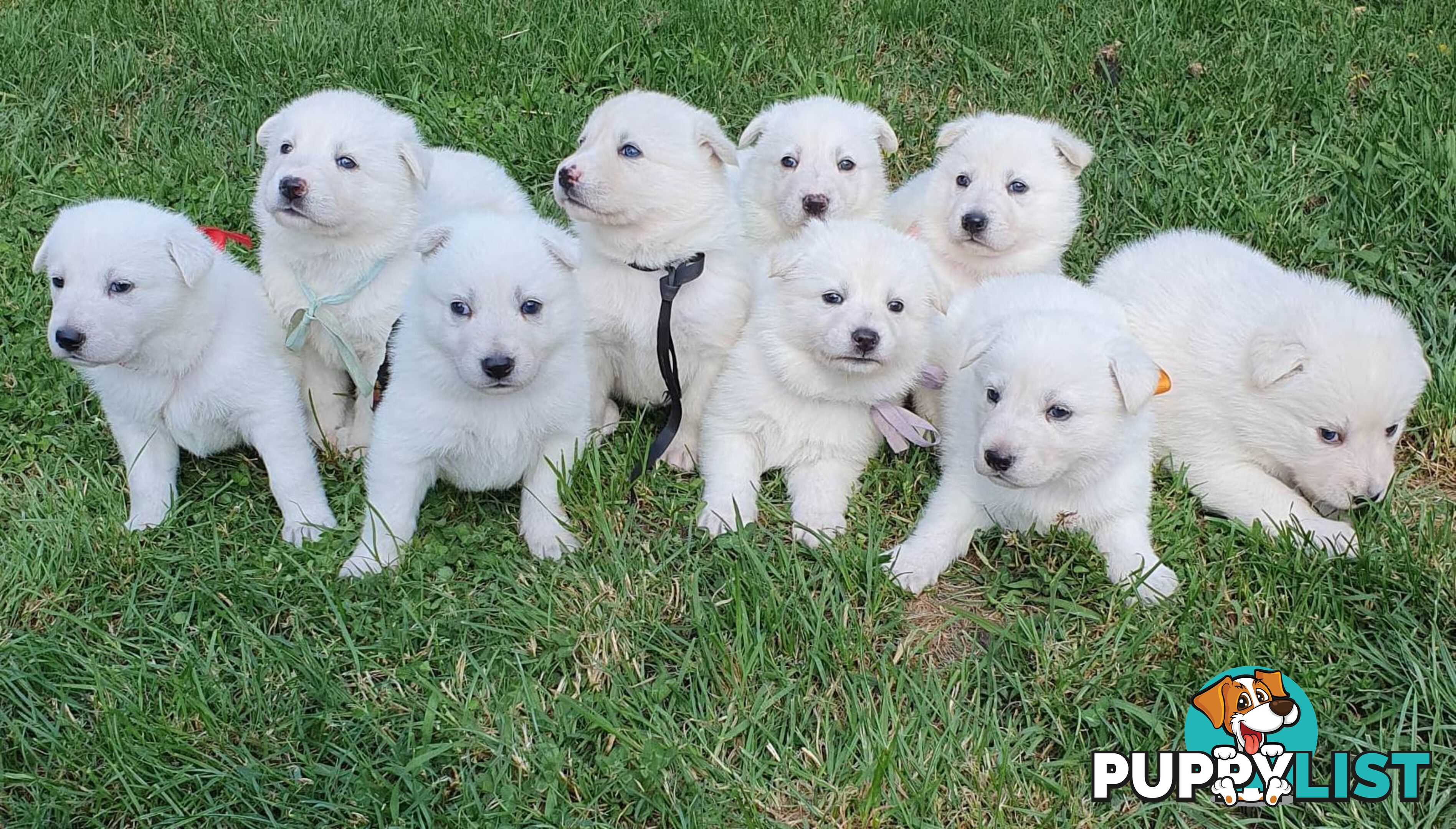 Ice white Shepherd Husky puppies