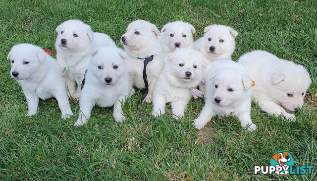 Ice white Shepherd Husky puppies