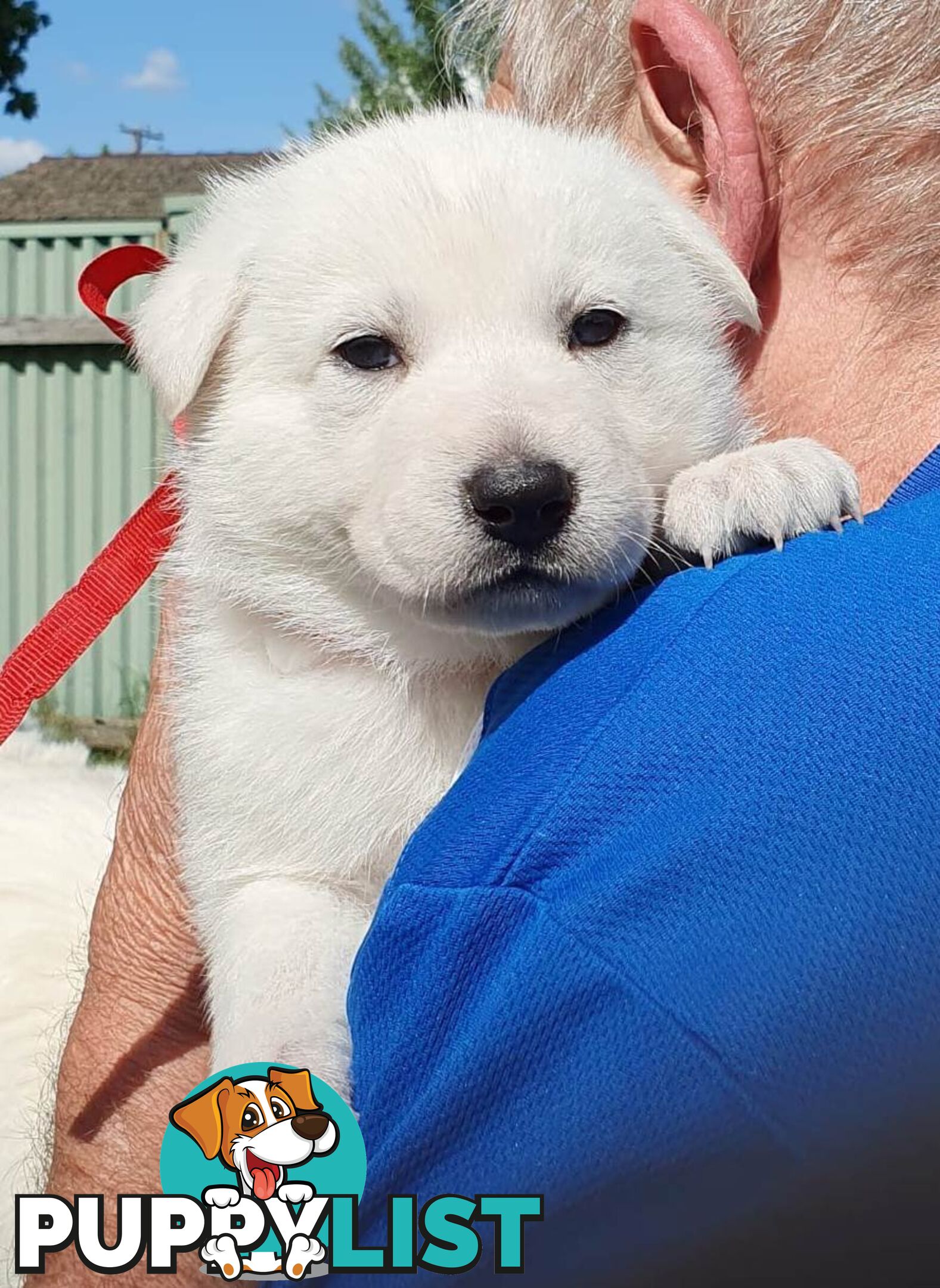 Ice white Shepherd Husky puppies