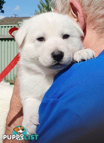 Ice white Shepherd Husky puppies