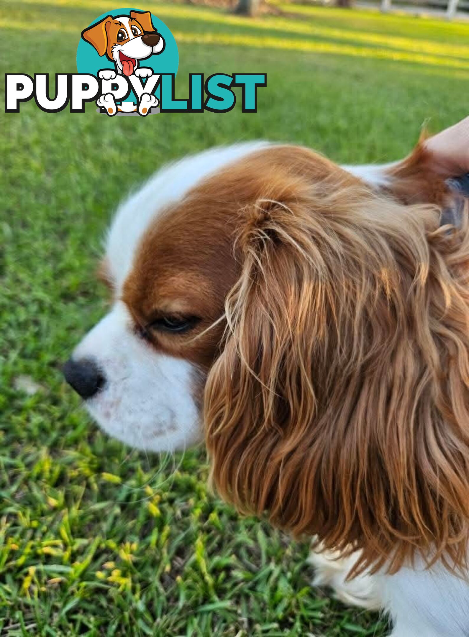 Stud Dog Service Available- DNA tested Cavalier King Charles