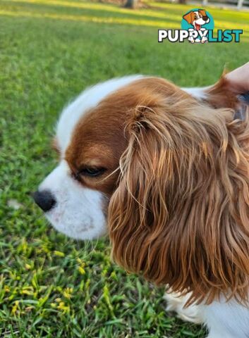 Stud Dog Service Available- DNA tested Cavalier King Charles