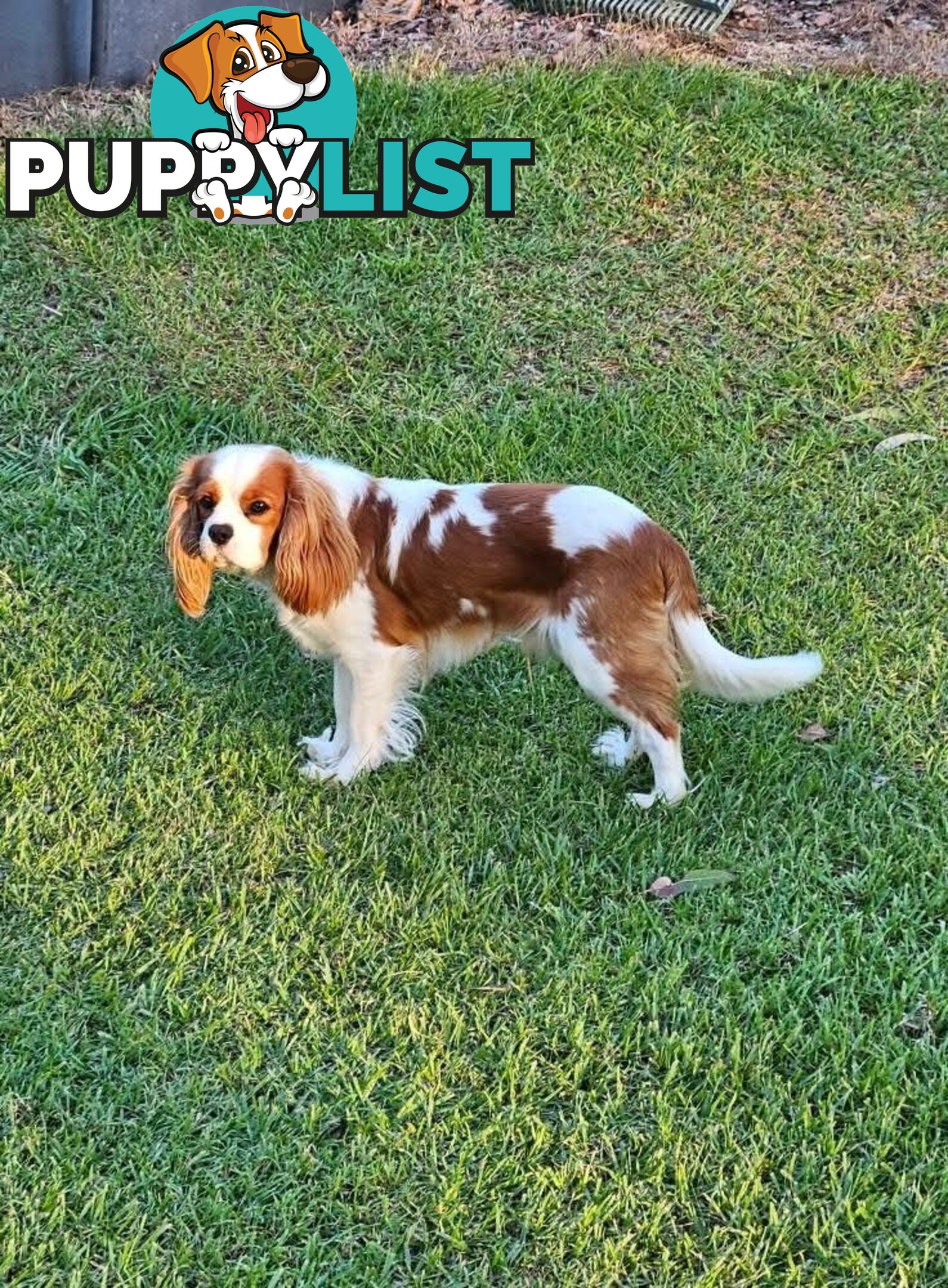 Stud Dog Service Available- DNA tested Cavalier King Charles