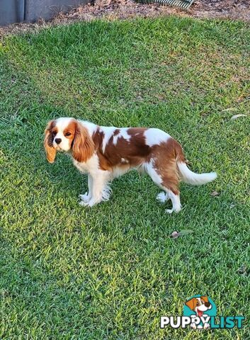 Stud Dog Service Available- DNA tested Cavalier King Charles