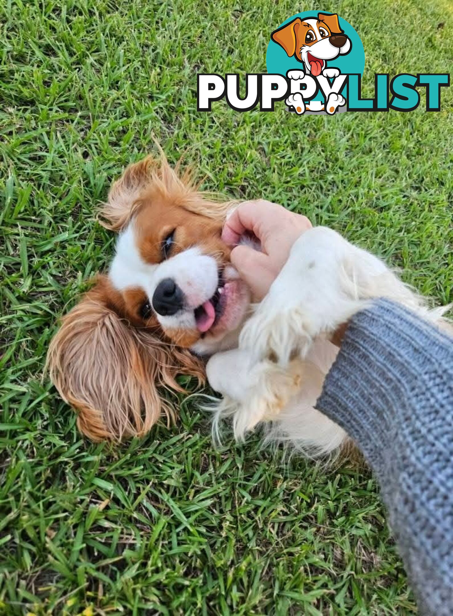 Stud Dog Service Available- DNA tested Cavalier King Charles