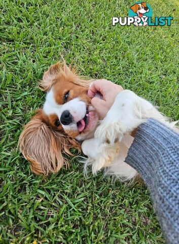 Stud Dog Service Available- DNA tested Cavalier King Charles
