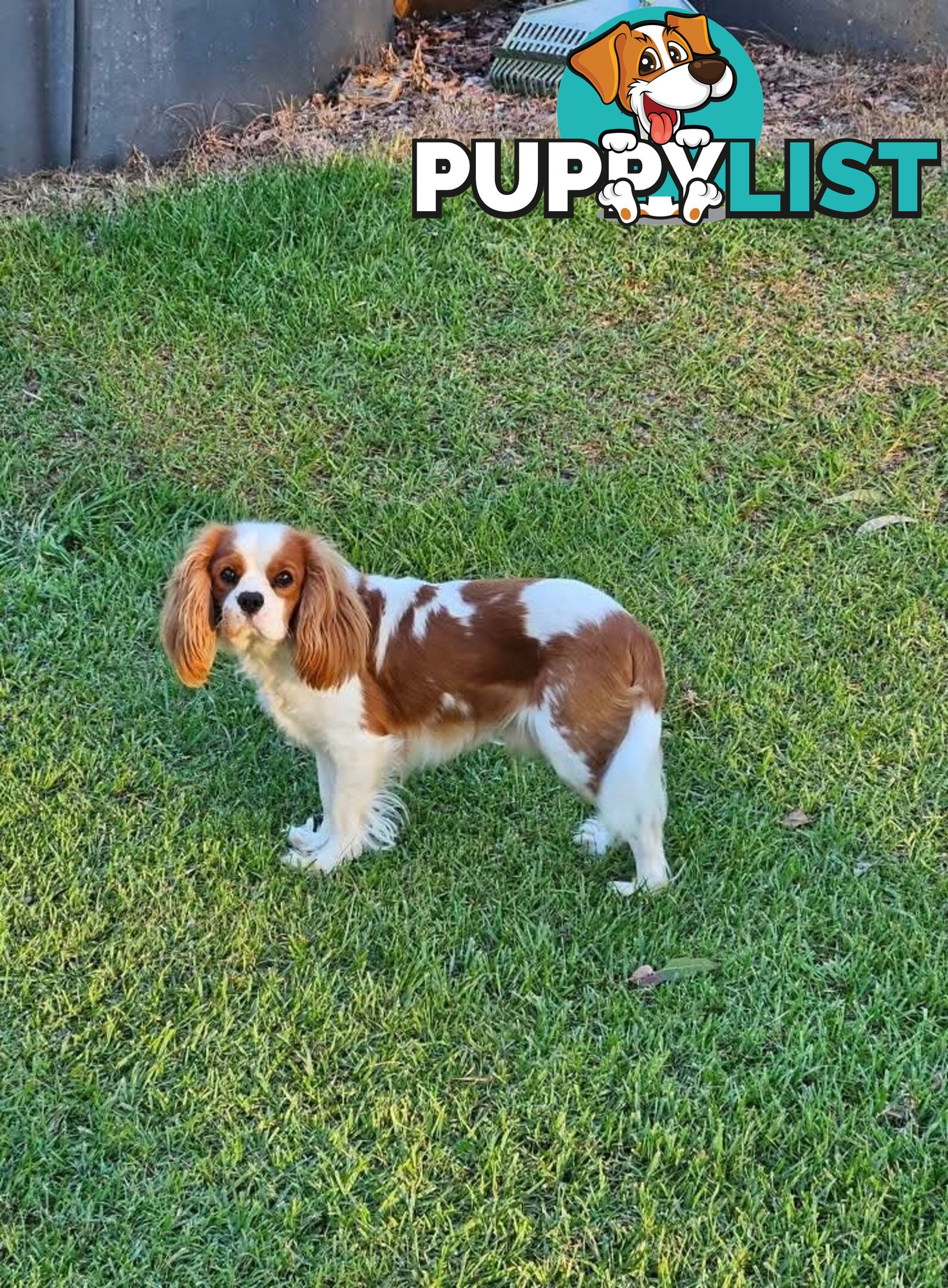 Stud Dog Service Available- DNA tested Cavalier King Charles
