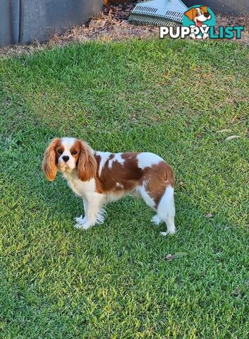 Stud Dog Service Available- DNA tested Cavalier King Charles