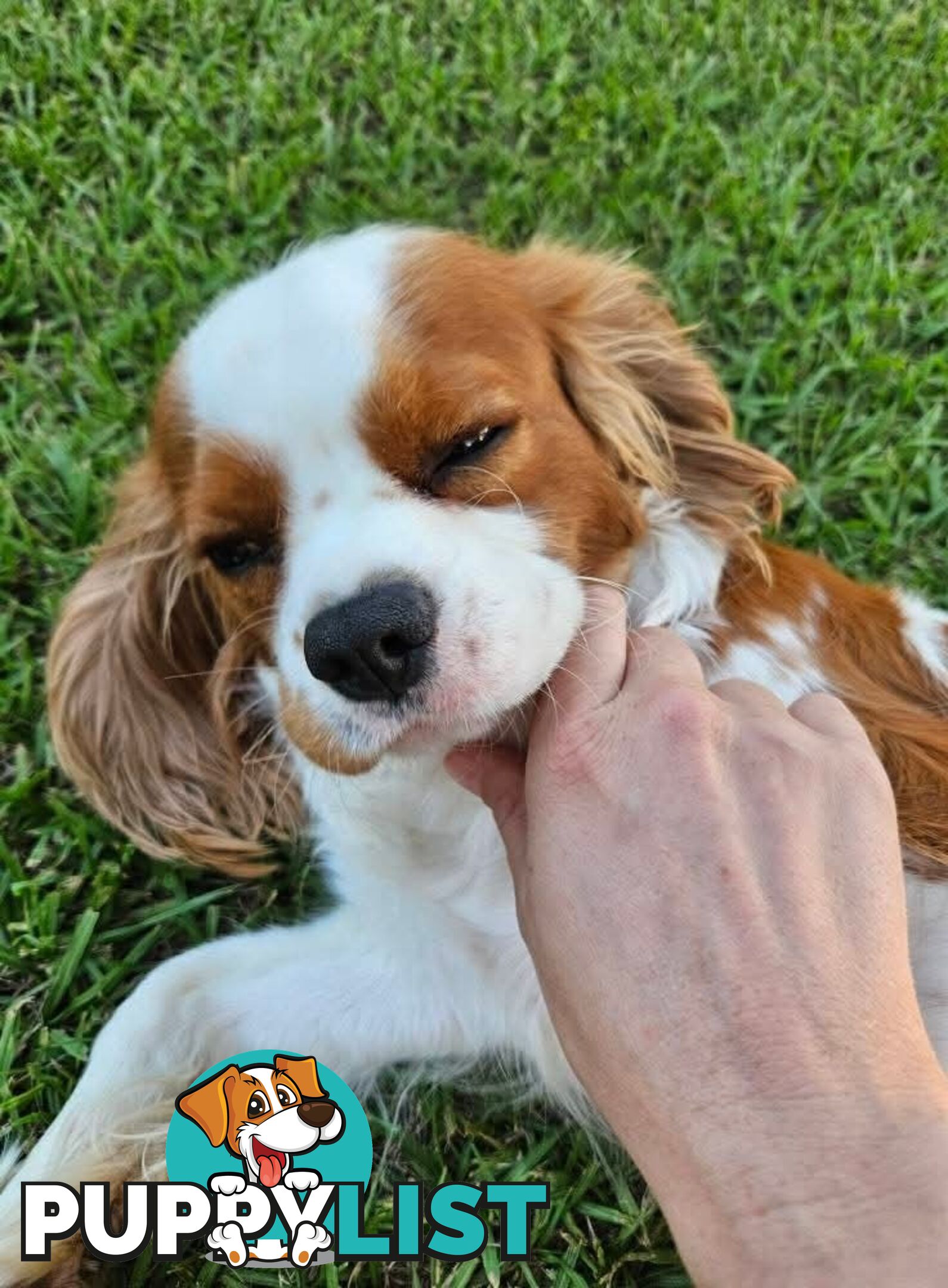 Stud Dog Service Available- DNA tested Cavalier King Charles