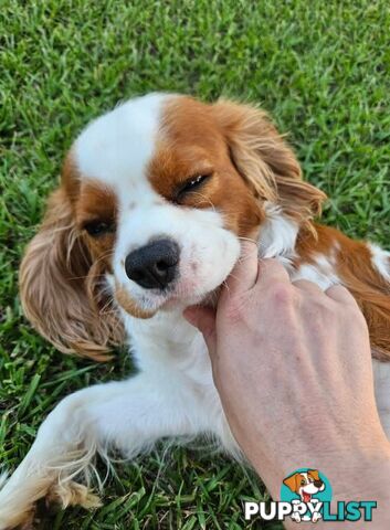 Stud Dog Service Available- DNA tested Cavalier King Charles