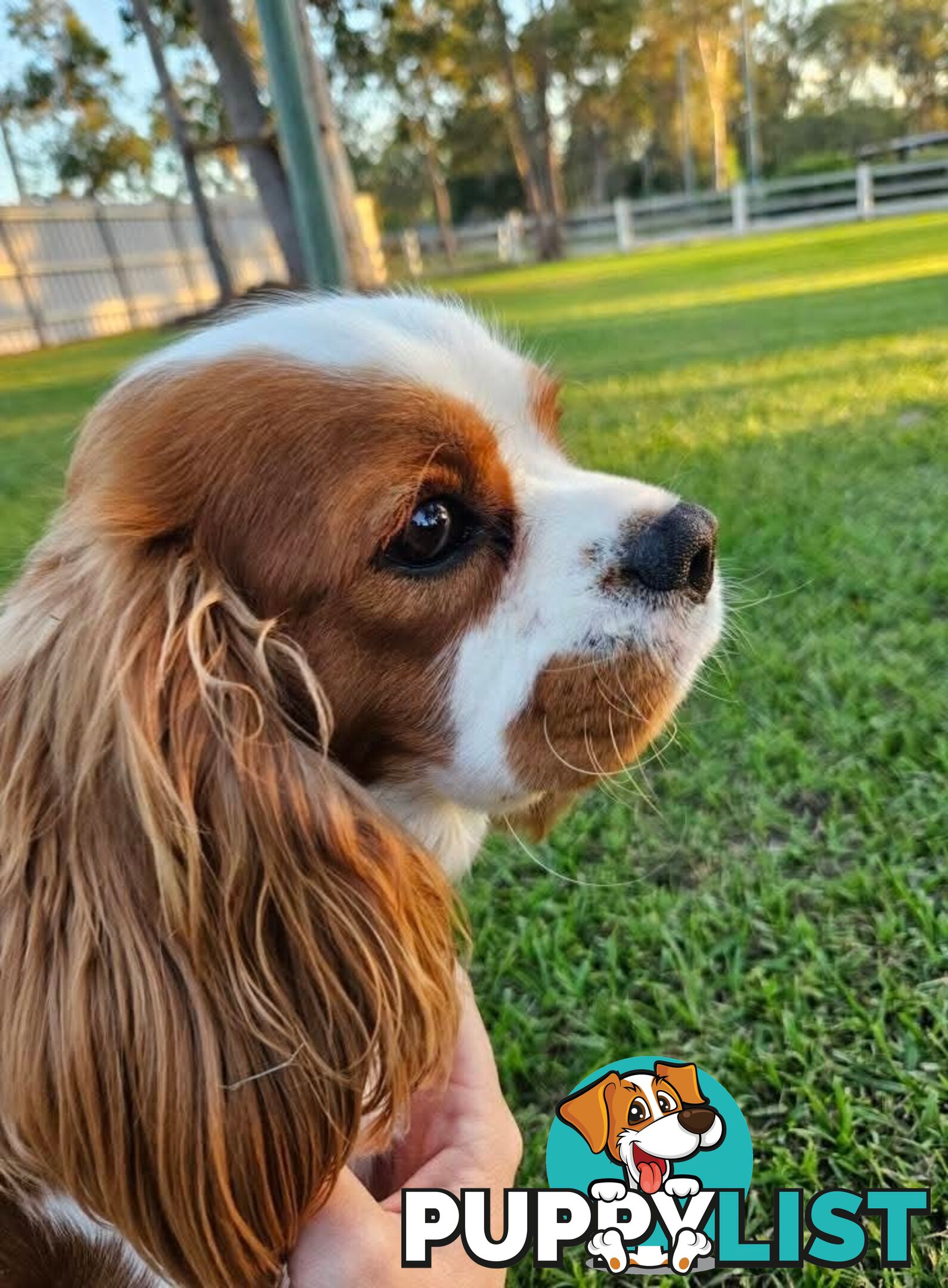 Stud Dog Service Available- DNA tested Cavalier King Charles