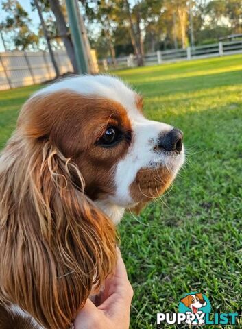 Stud Dog Service Available- DNA tested Cavalier King Charles