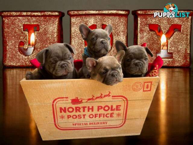 Ready to go! French Bulldog Puppies