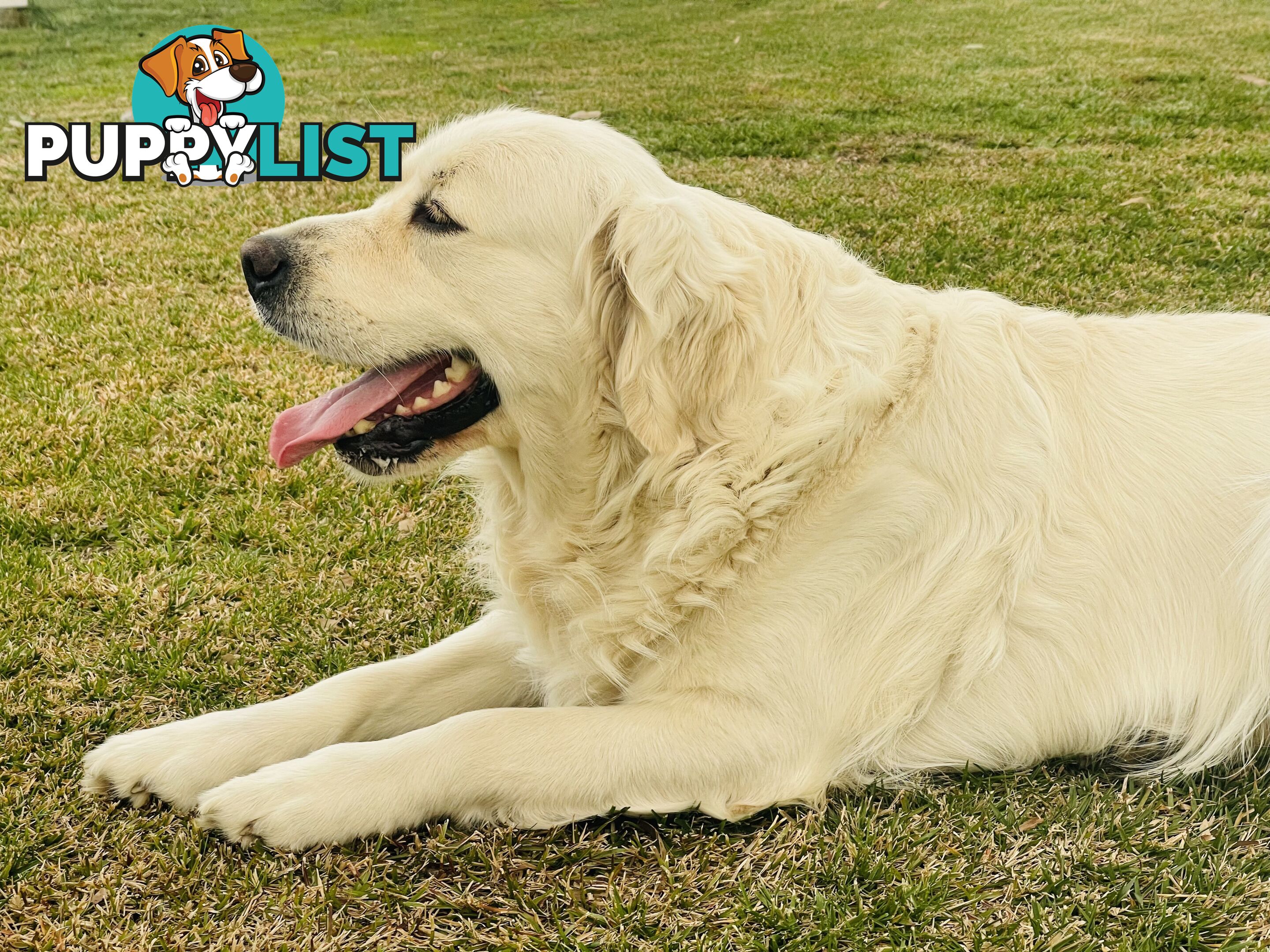 Purebred Golden Retriever Stud Service