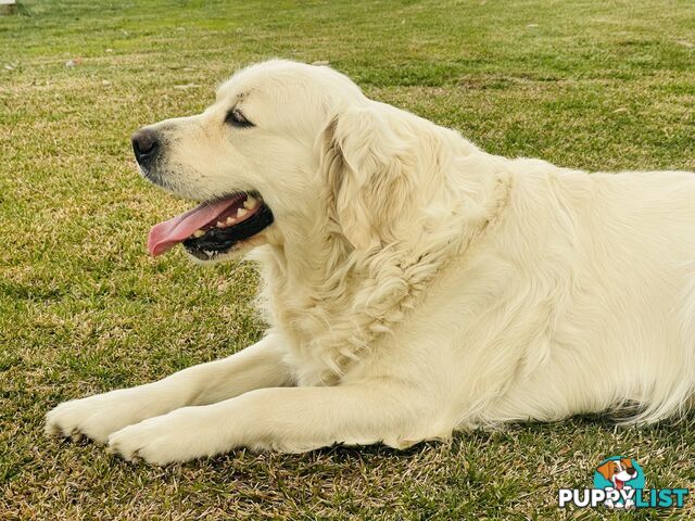 Purebred Golden Retriever Stud Service