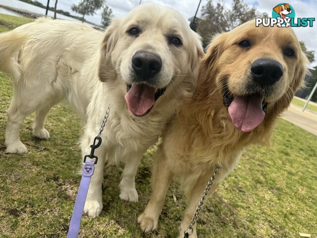 Purebred Golden Retriever Stud Service