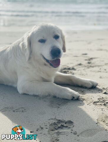 Purebred Golden Retriever Stud Service