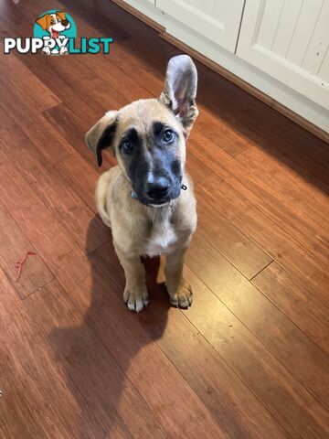 3 month old German Shepherd x Staghound