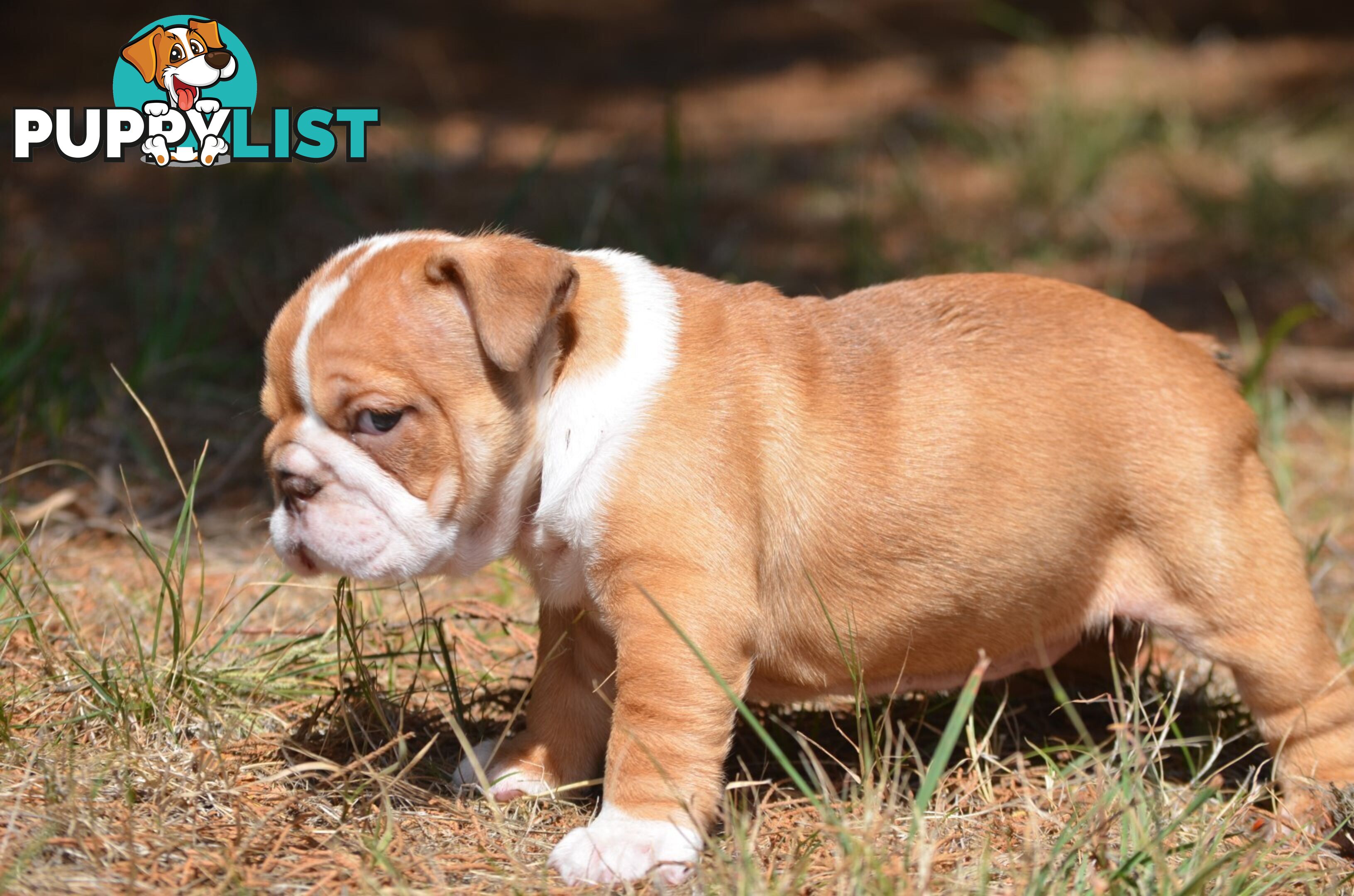 British Bulldog Puppies