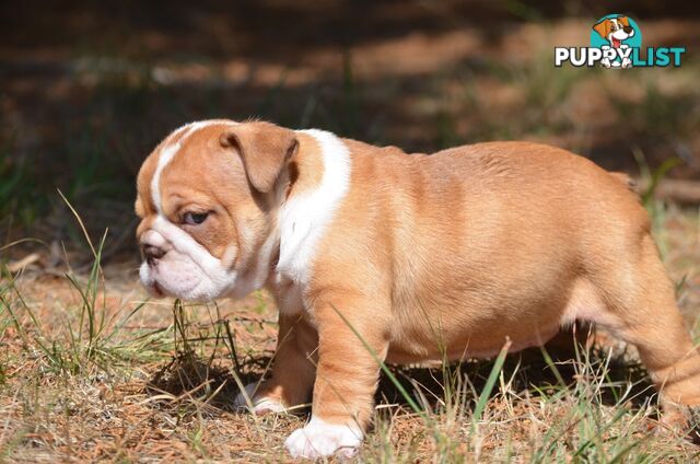 British Bulldog Puppies