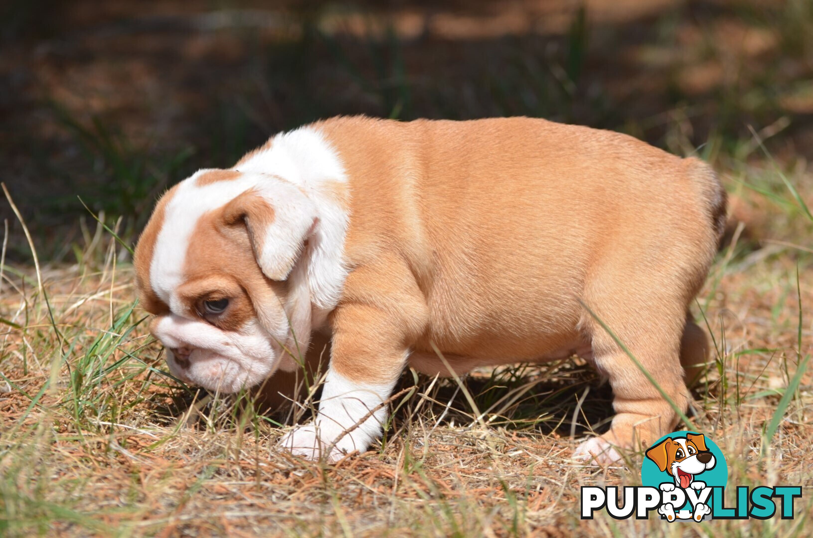 British Bulldog Puppies