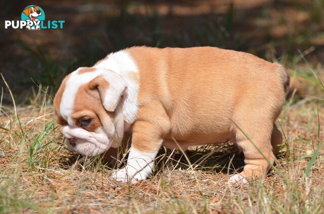 British Bulldog Puppies