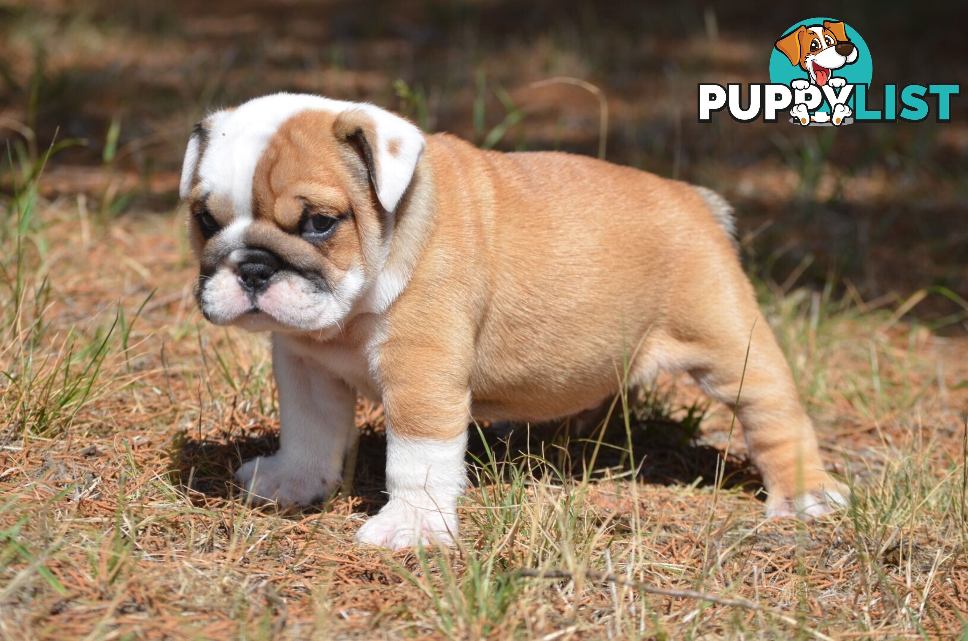 British Bulldog Puppies