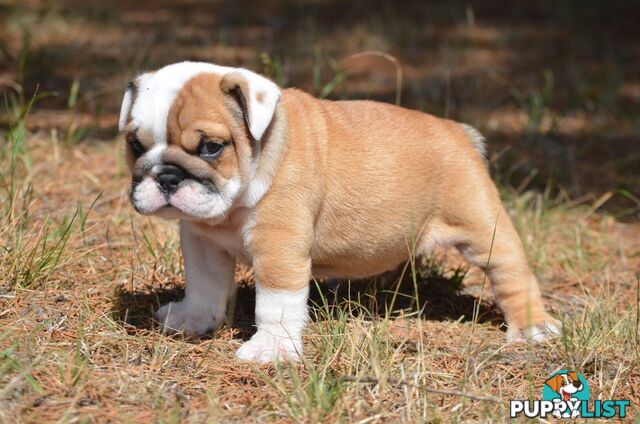 British Bulldog Puppies