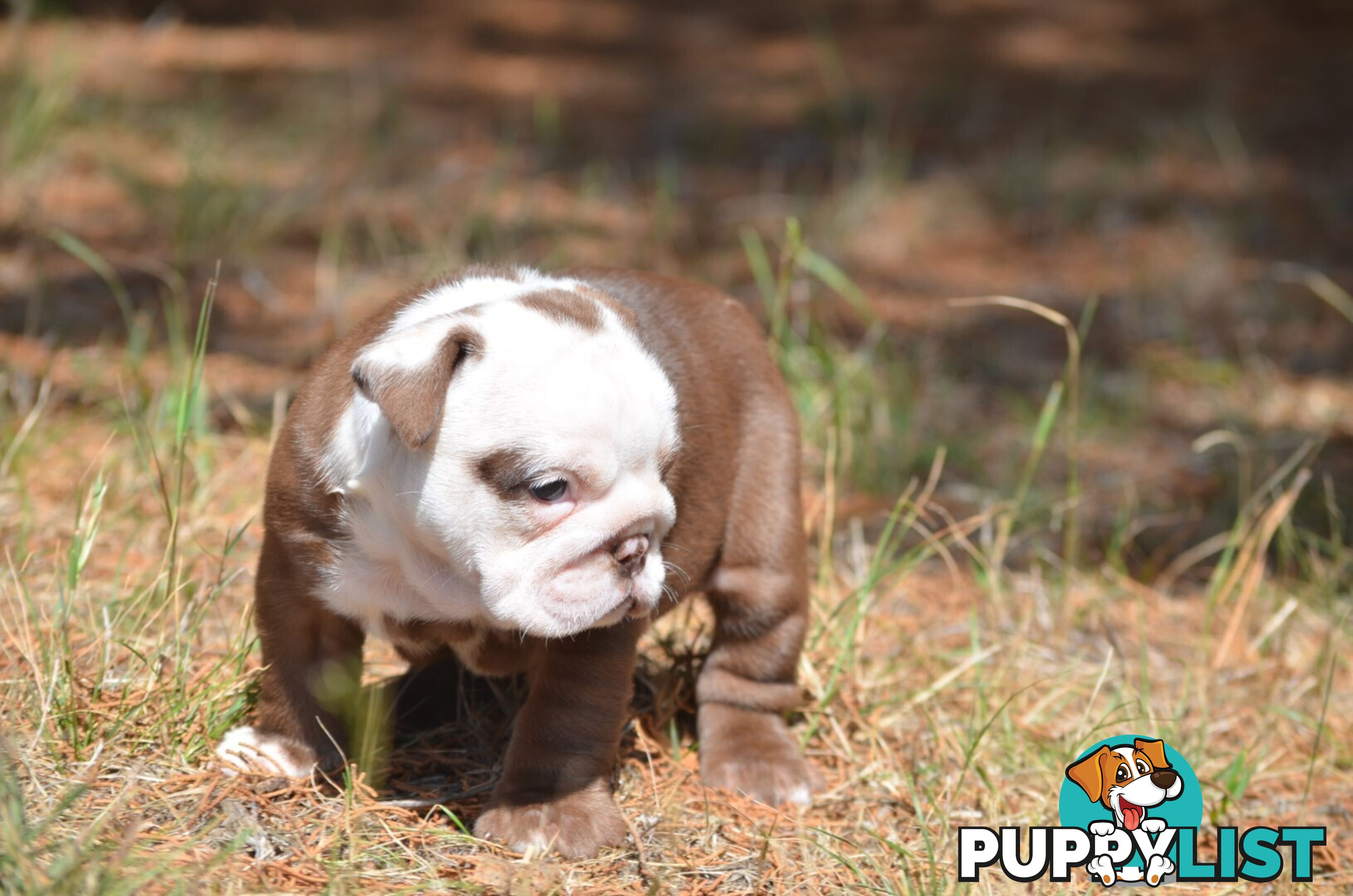 British Bulldog Puppies