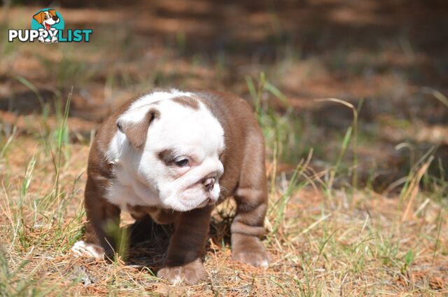 British Bulldog Puppies