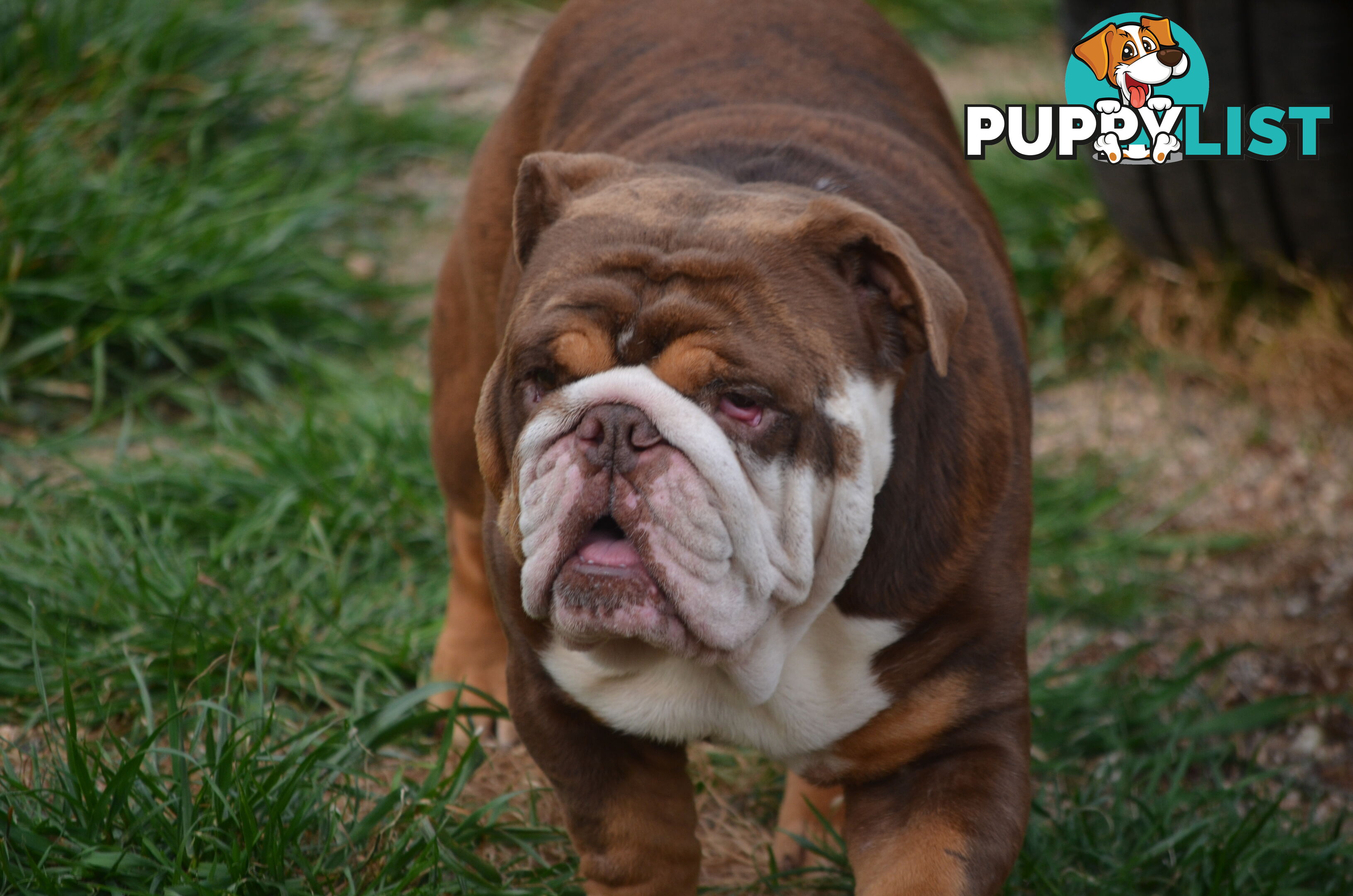 British Bulldog Puppies