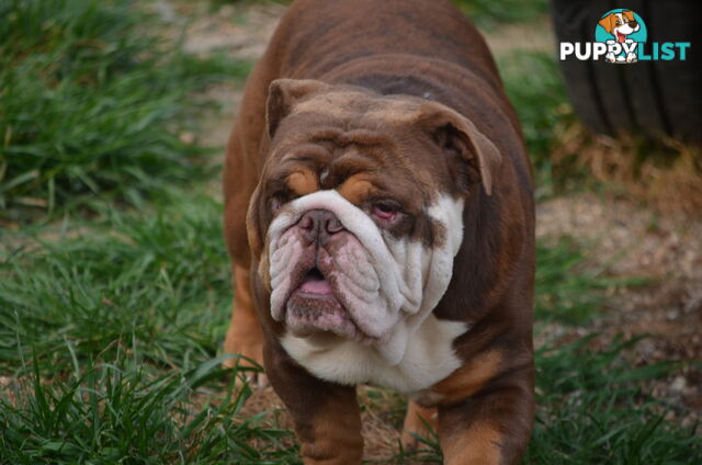 British Bulldog Puppies