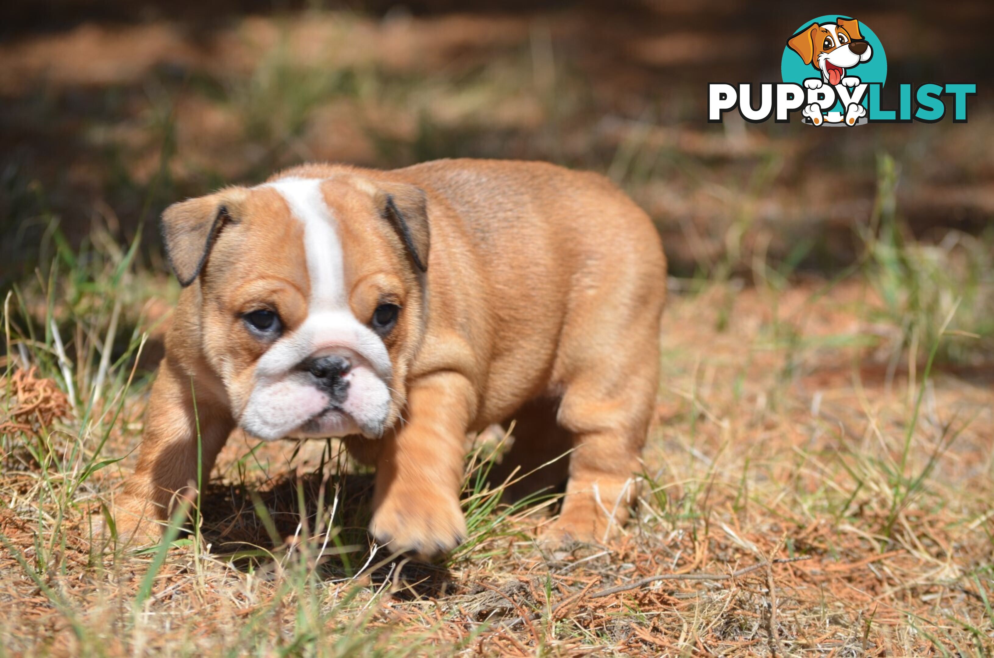 British Bulldog Puppies