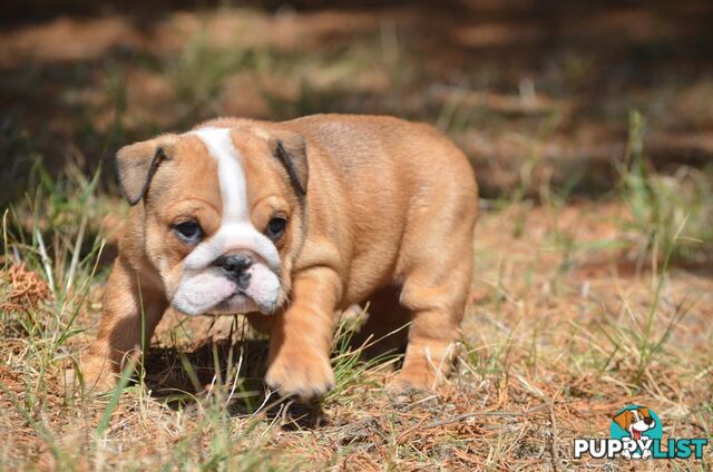 British Bulldog Puppies