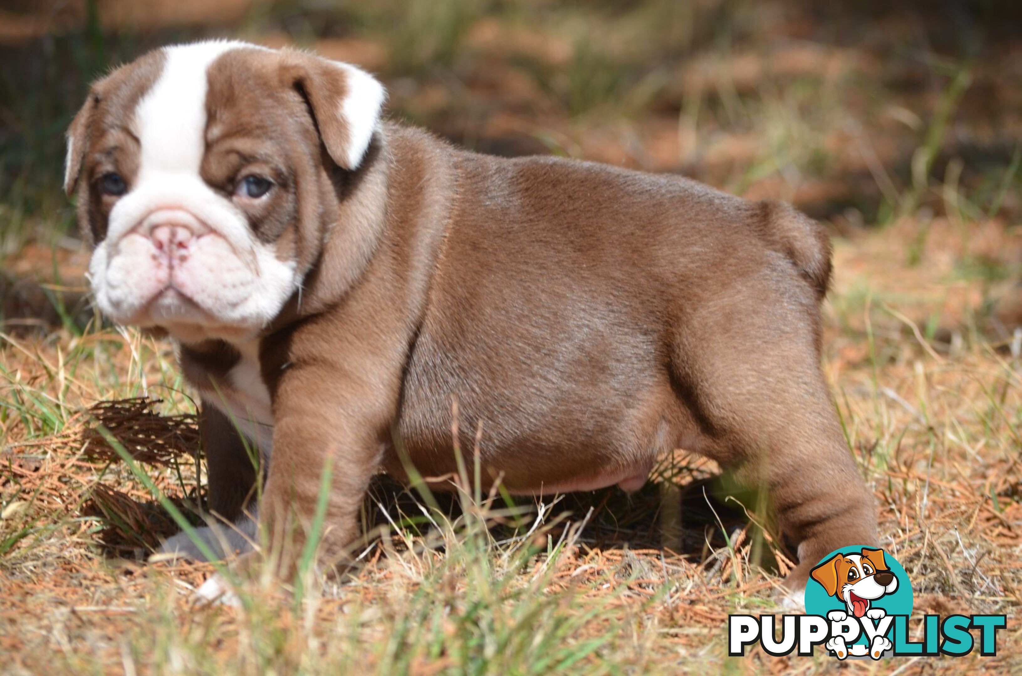 British Bulldog Puppies