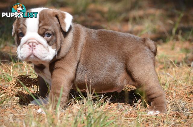 British Bulldog Puppies