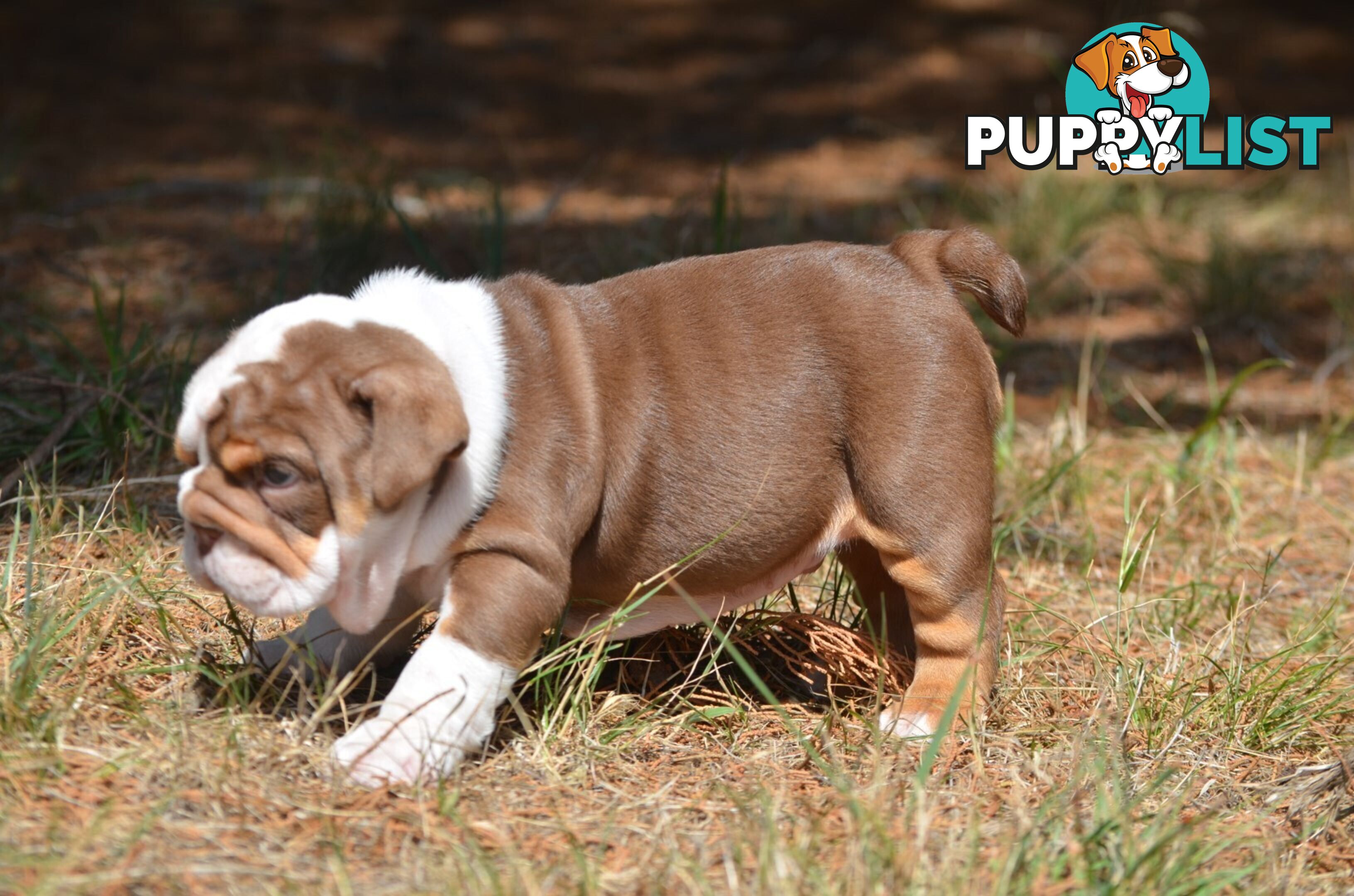 British Bulldog Puppies